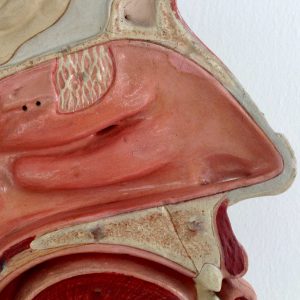 Anatomie Nase / Nasenscheidewand