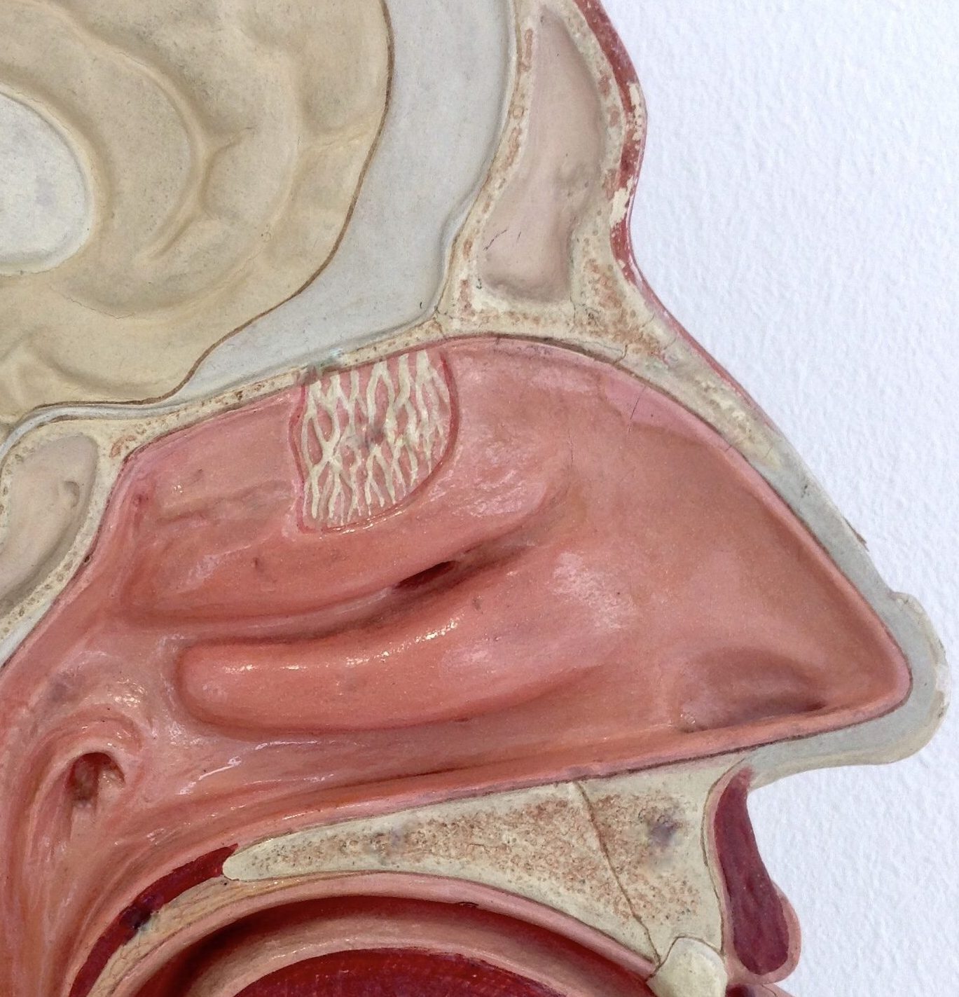 Anatomie Nase