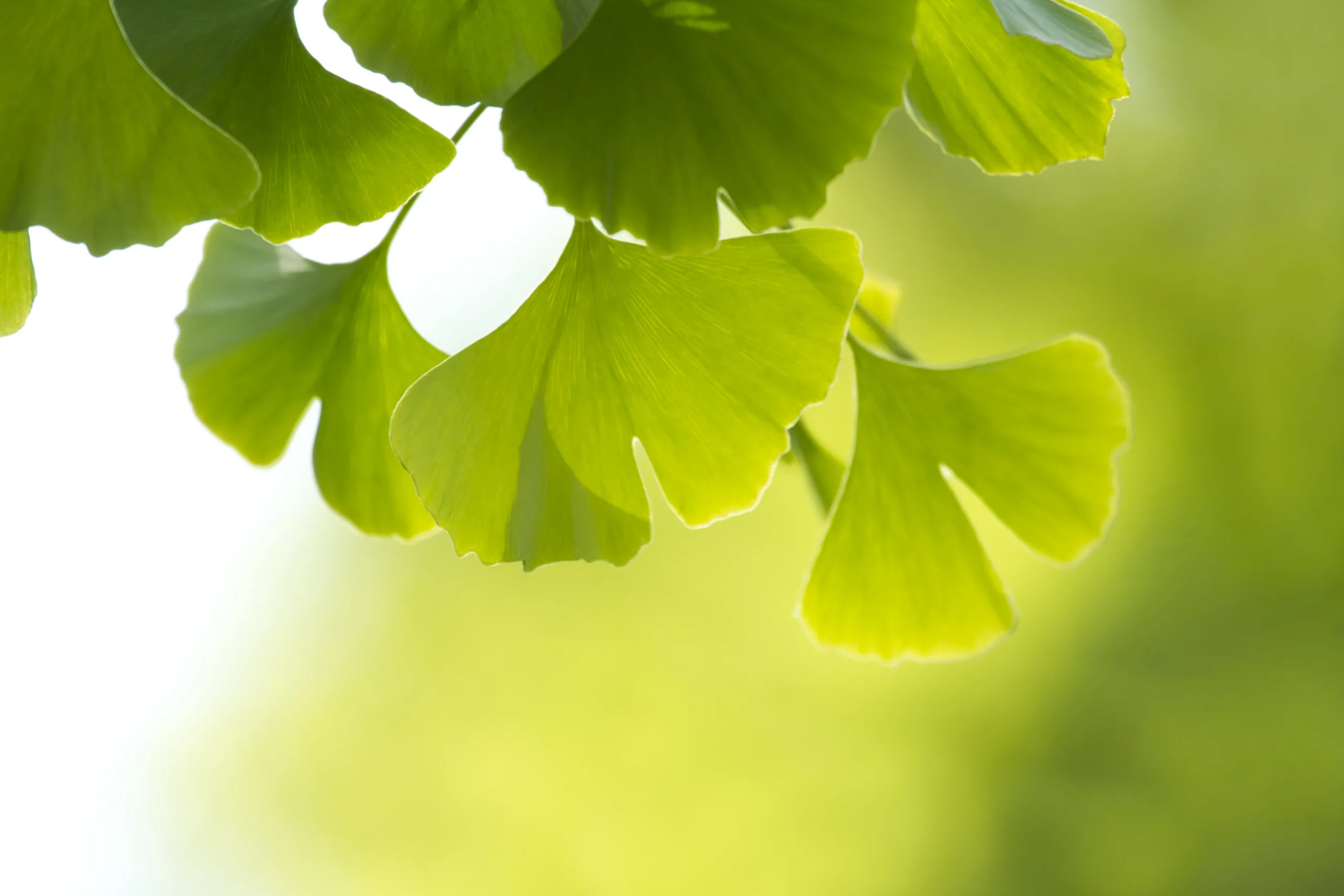 Ginkgo Biloba